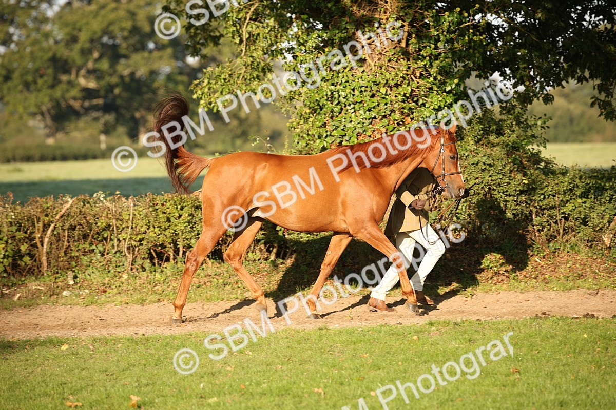 SBM_57554 - S50 - Foreign Breeds In Hand