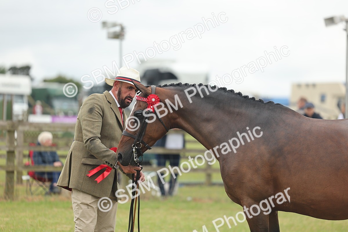 SBM_05564 - Class 68-73 - Riding Pony Breeding