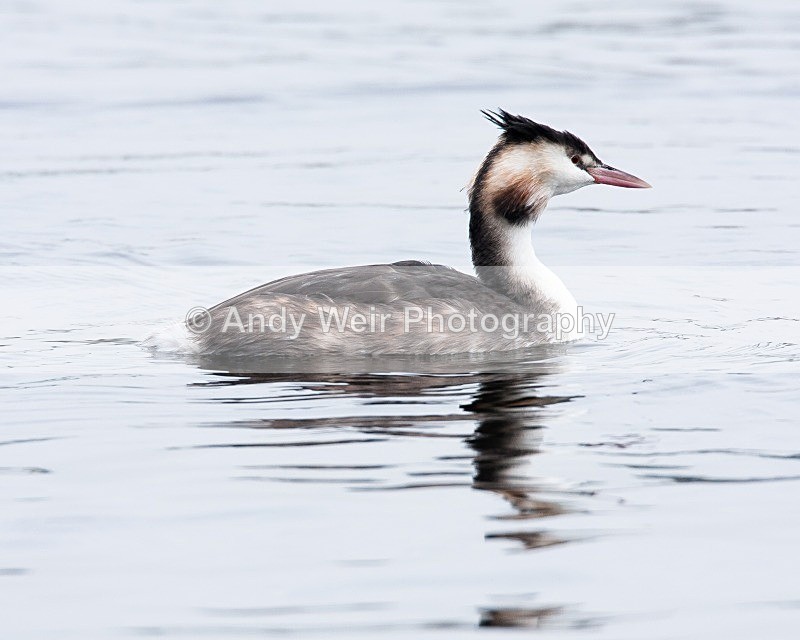 20080921-017 - Gt Crested Grebe