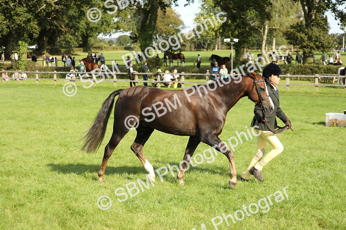 SBM_61055 - S44 - Part Bred Pony In hand
