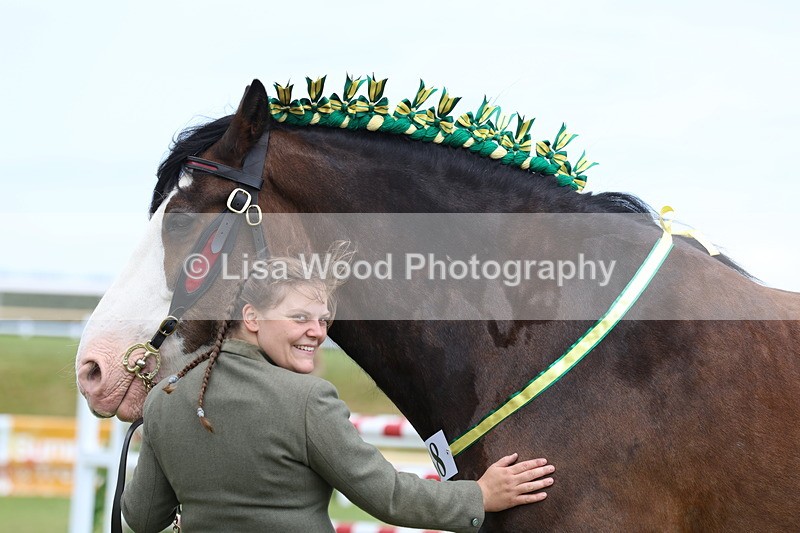 3E7A0744 - Class 7: Heavy Horse In Hand