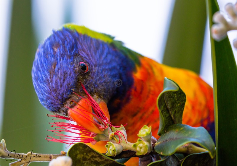 Lorikeet Tongue 2