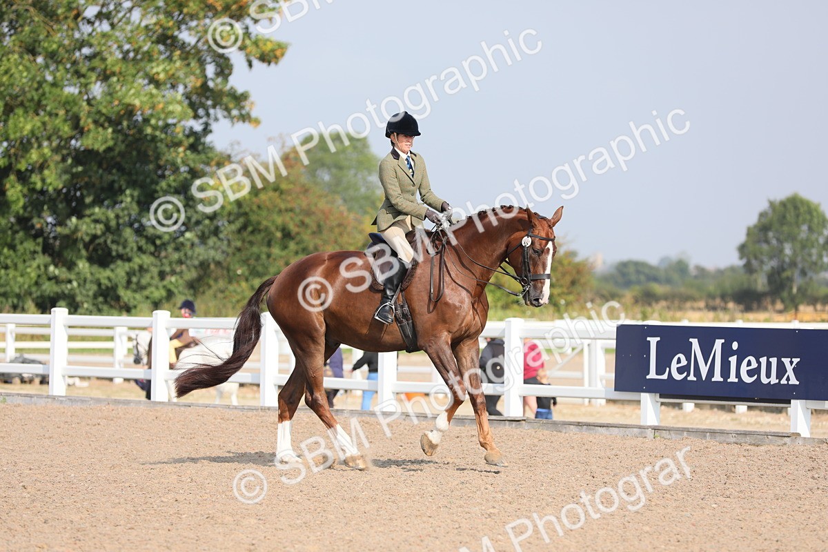 SBM_11353 - Class 305 Ridden Foreign Breeds- Pure Bred