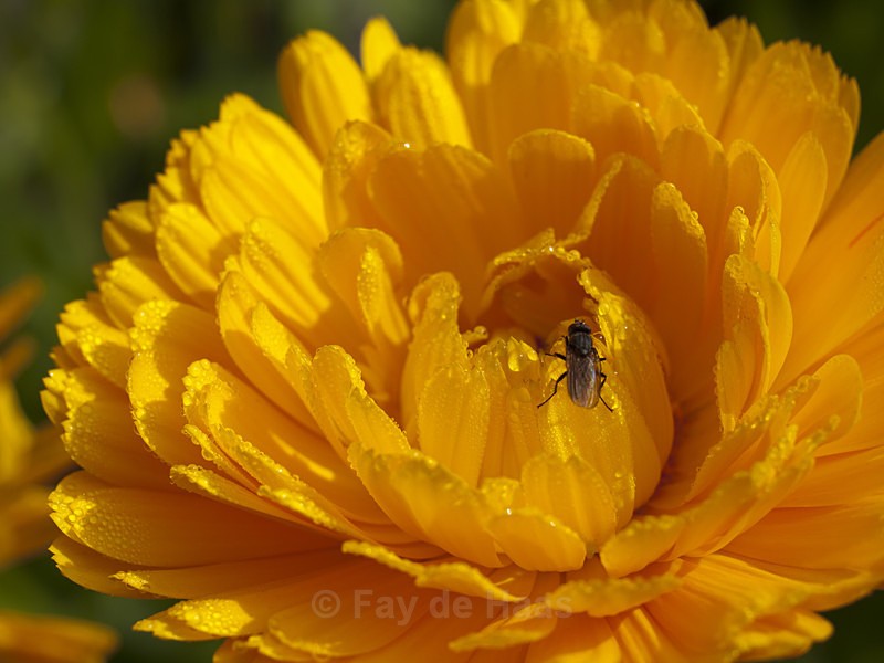  - The Glow of Summer