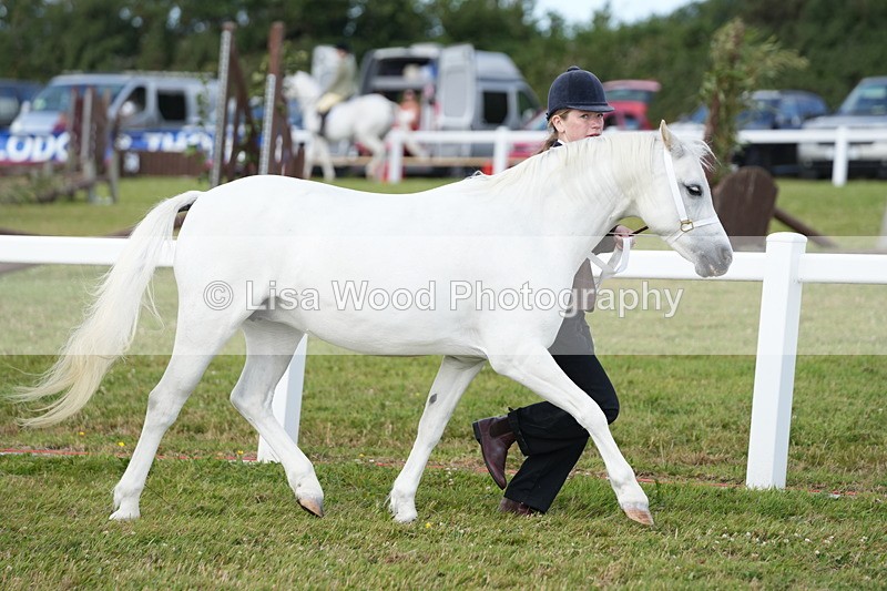 DSC05517 - Class 50: NPS M&M 4 years and over Small Breeds