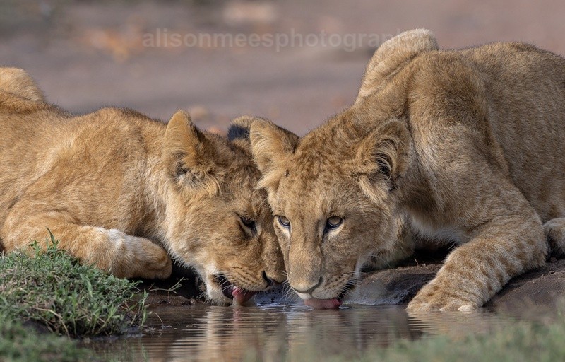  - African Safaris