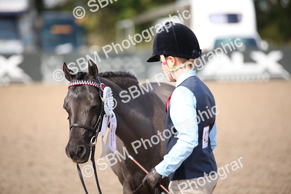 SBM_03081 - Class 17 Prettiest Mare IH or Ridden