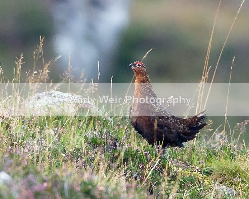 20110929-_MG_7185 - Gamebirds