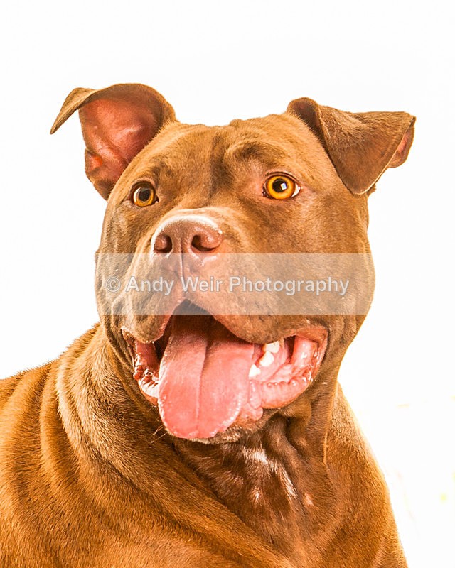 20131117-_MG_5354-2704-2715 - Pets