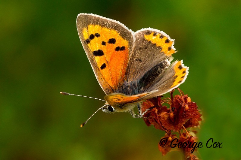 Small Copper