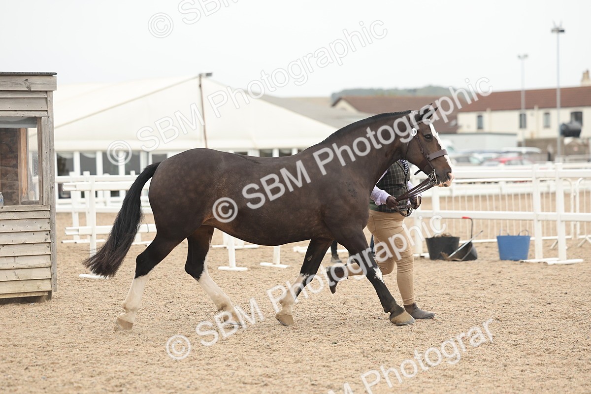 SBM_19786 - Class 318 - IH Part Bred Horse-Pony