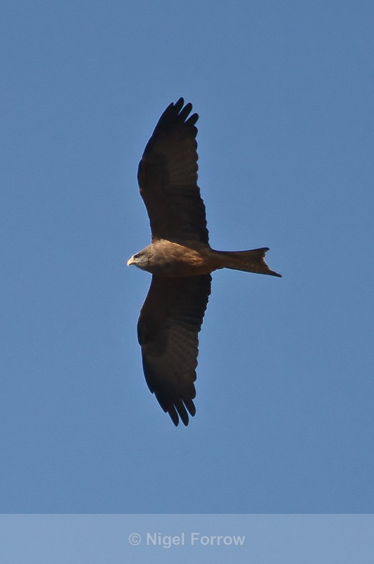 Yellow-billed Kite in flight - Yellow-billed Kite