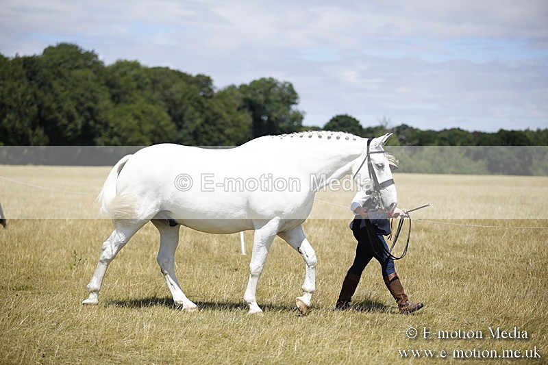 _C7A0091 - In Hand Championship BVRC Show 2018