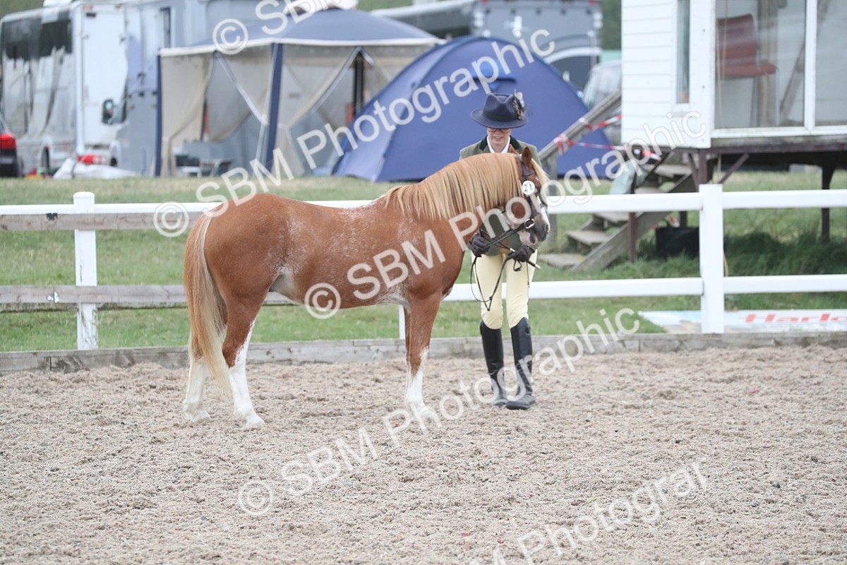 SBM_17976 - Class 317 IH Pure bred Horse/Pony