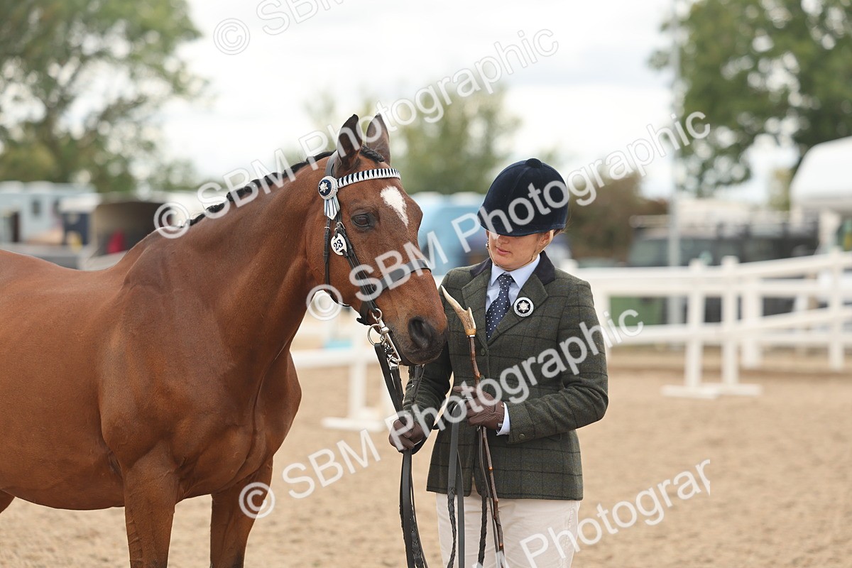 SBM_17111 - Class 313 - IH Retired Racehorse