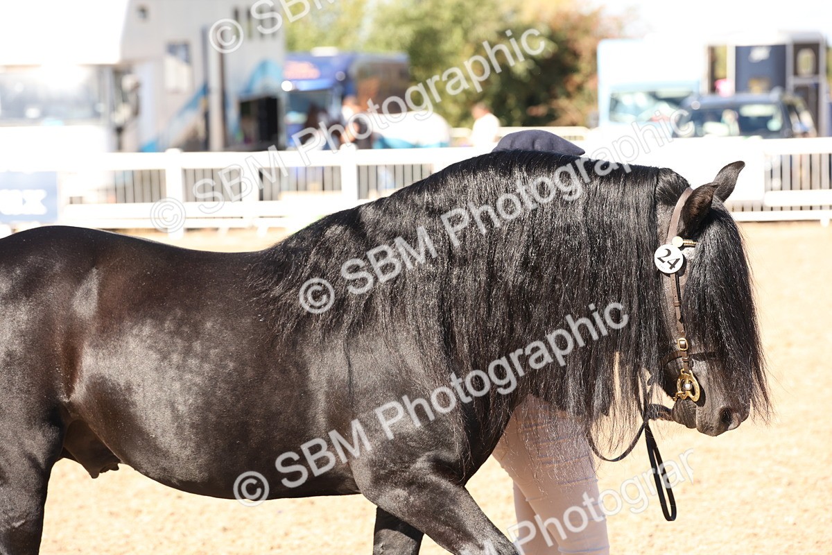 SBM_13854 - Class 205 - IH Show Pony - Show Hunter Pony