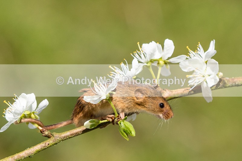 20160421-8E0A3750 - Harvest Mouse
