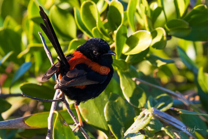 Red-backed Fairy Wren Male - Red-backed Fairy Wren