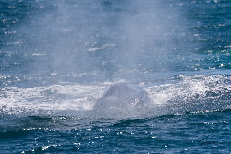 Whale mist 0A3A6382 - Humpback Whales