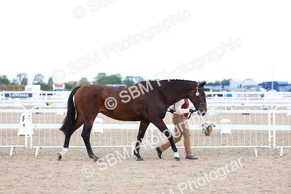 SBM_04987 - Class 27 - IH Competition Horse or Pony