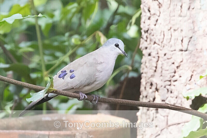 Black-billed Wood Dove - The Gambia