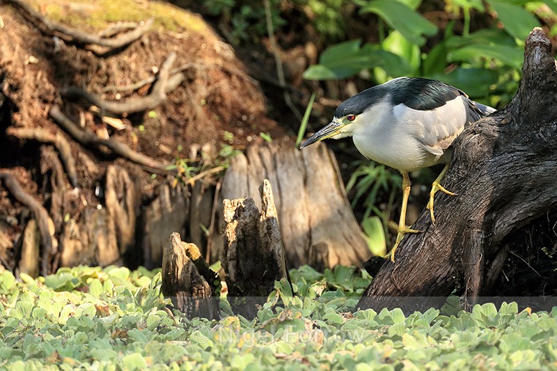 Black-crowned Night-Heron foraging, Corkscrew Swamp, Florida - Black-crowned Night-Heron