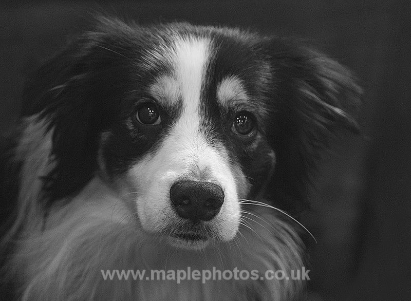 Working Collie - Dogs!