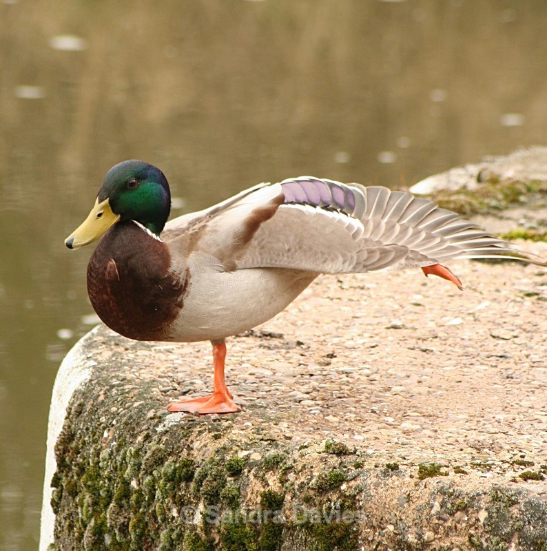  - Wildlife & People