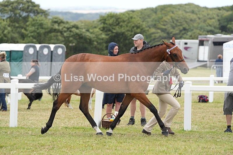 DSC06432 - Hunter/Riding Horse/Hack In Hand Championship