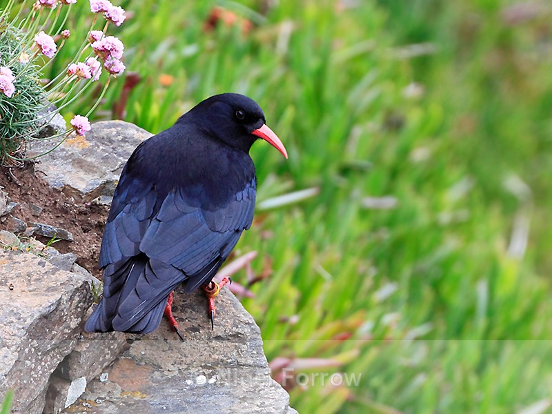 Chough perched on a cliff ledge at Housel Bay, Cornwall - Chough