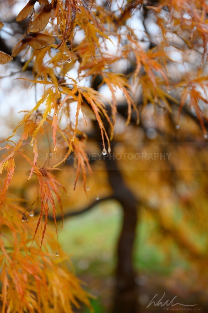 DSC_4066 - Autumn