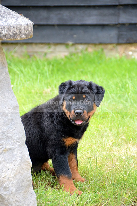  - Rottweilers