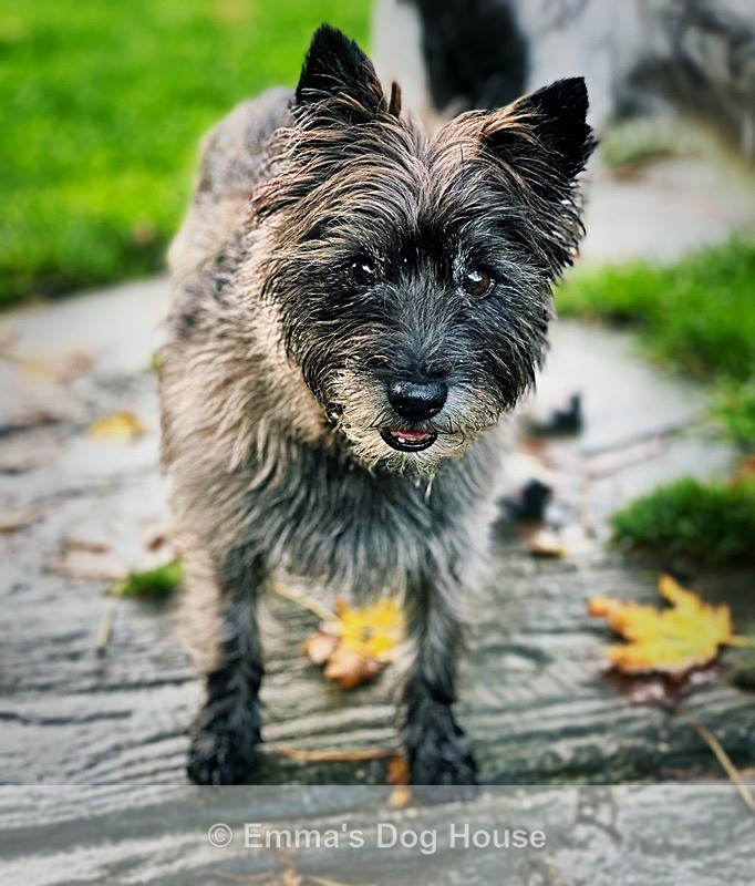  - Pawtraits
