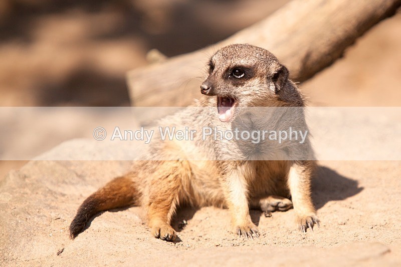 20120903-_MG_9940 - Captive Animals
