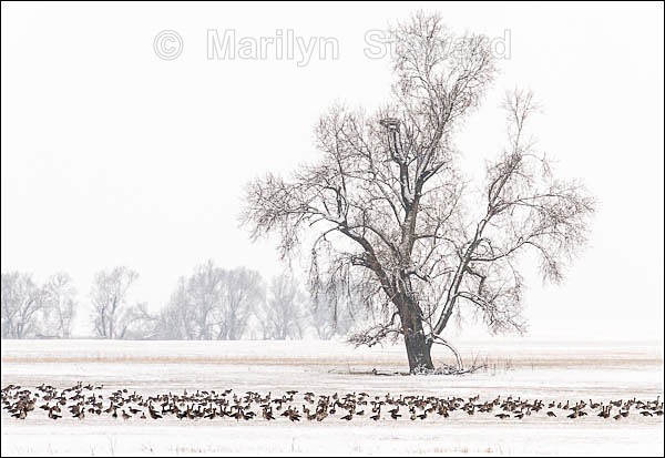 Bank of the River Elbe - Prague to Berlin along the Elbe river