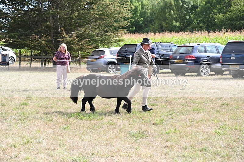 WJ6_7034 - Class 21 Shetland & Mini Horses