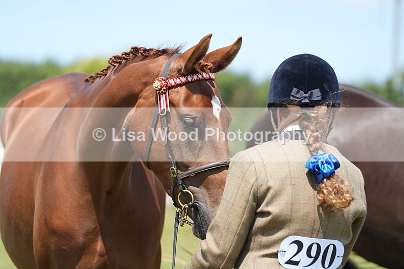 DSC06294 - Class 54: Hunter/Riding Horse/Hack 1 & 2 yr olds