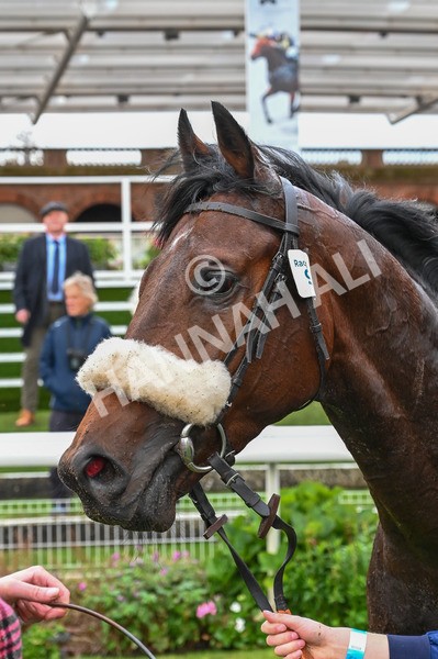 131023-Race 3-Apiarist-7797 - Race 3 3.15pm British EBF £100,000 Final