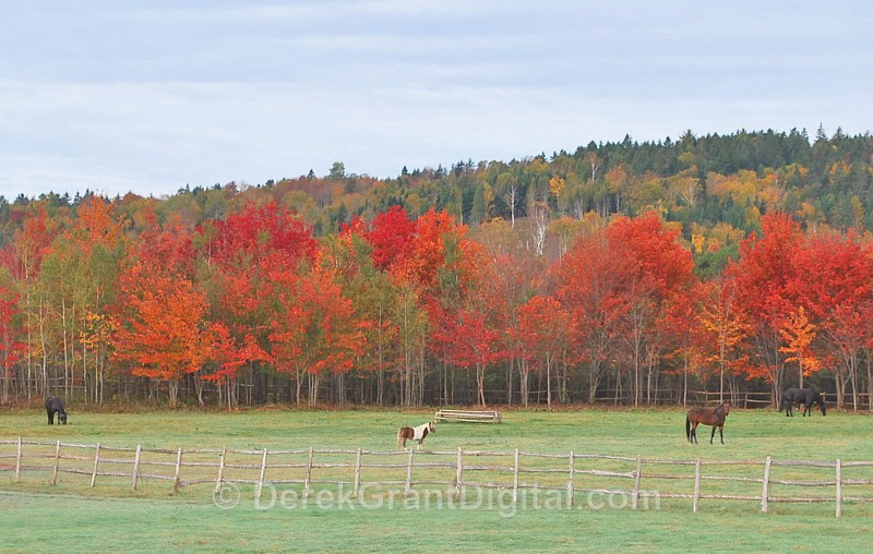 New Brunswick Autumn Foliage - The Horse Paddock - Autumn Foliage