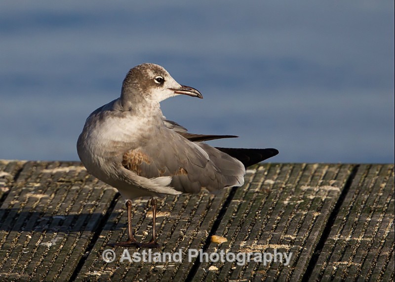 Astland Photography, Bird and Wildlife Images, Susan and Peter Wilson, U.K.