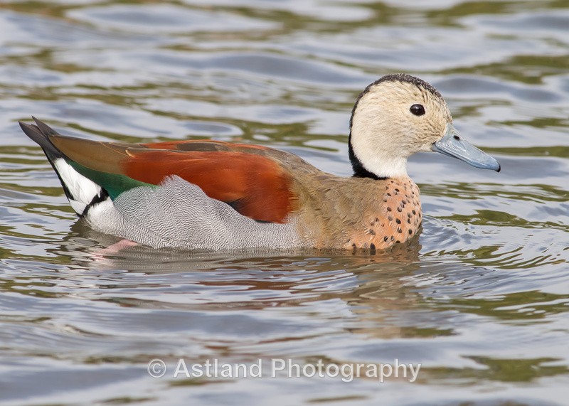 Astland Photography, Bird and Wildlife Images, Susan and Peter Wilson, U.K.