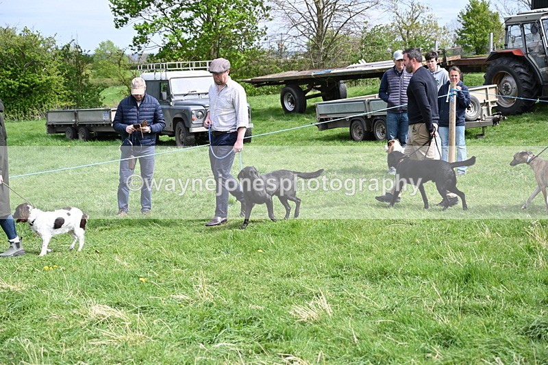 WJ6_8848 - Class 8 Best Working / Gun Dog or Bitch