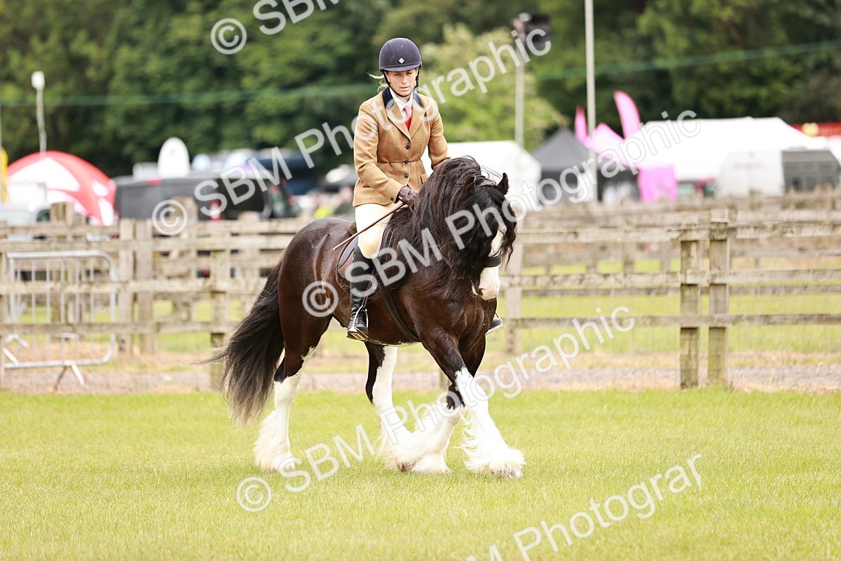 SBM_06187 - Class 39-41 TGCA In Hand and Ridden