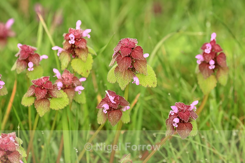 Red Dead-nettle, Arne, Dorset - PLANTS