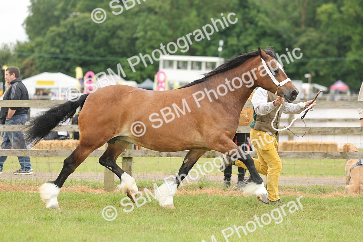 SBM_04888 - Class 50-57 - M&M Welsh Pony In Hand