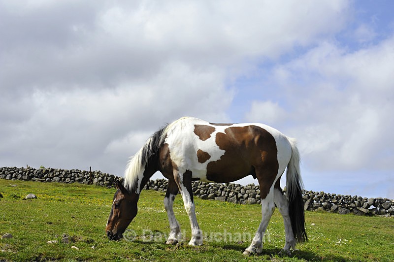 Mourne Horse - Get Out of Town.