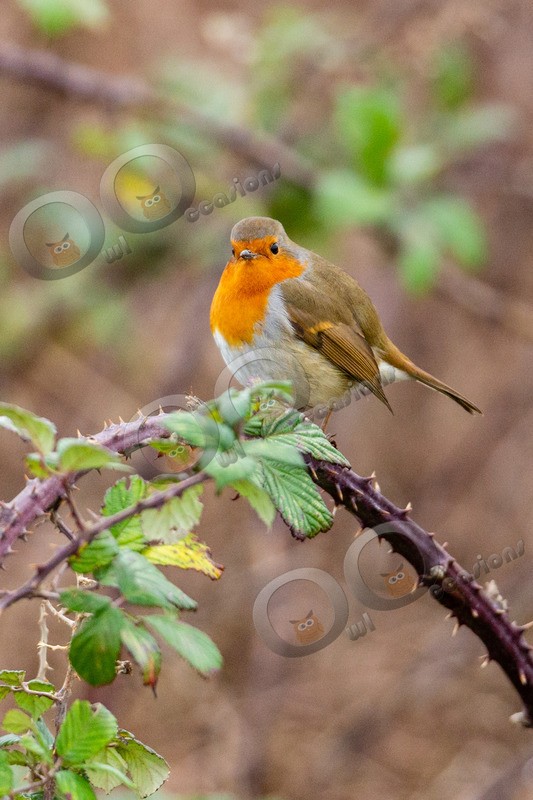 Robin Erithacus rubecula-1131 - UK birds