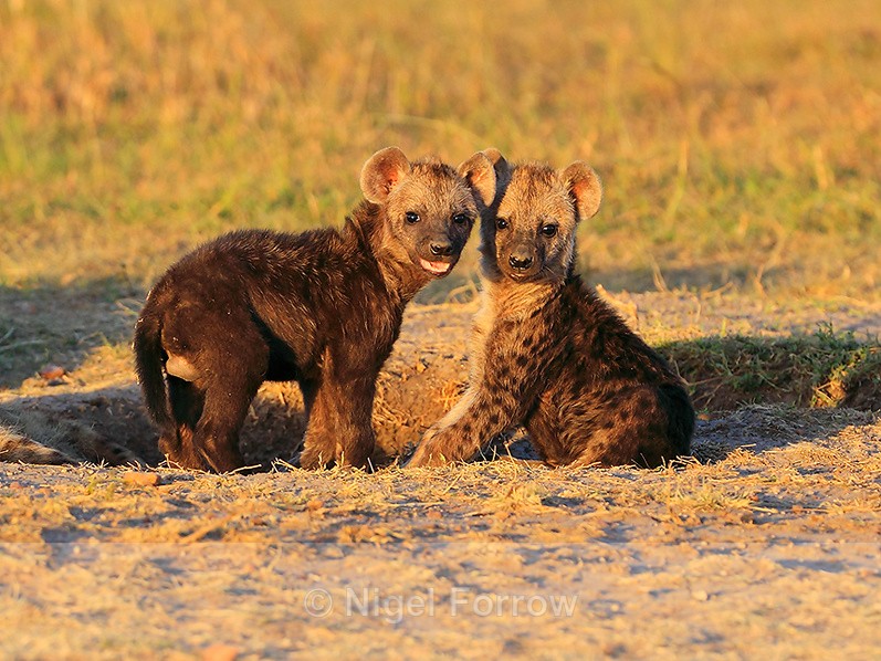 Spotted Hyena cubs in late afternoon light - Hyena