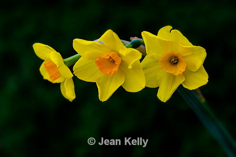Three daffodils - DSC_3732 - Yellow