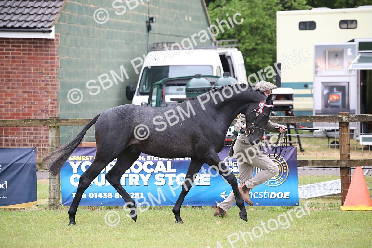 SBM_00045 - Class 17-20 - Arab & Part Bred - Anglo Arab In Hand